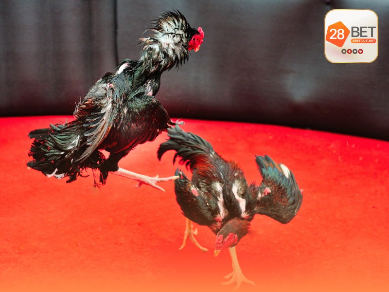 Luật chơi đá gà cựa dao cơ bản tại các trường gà lớn