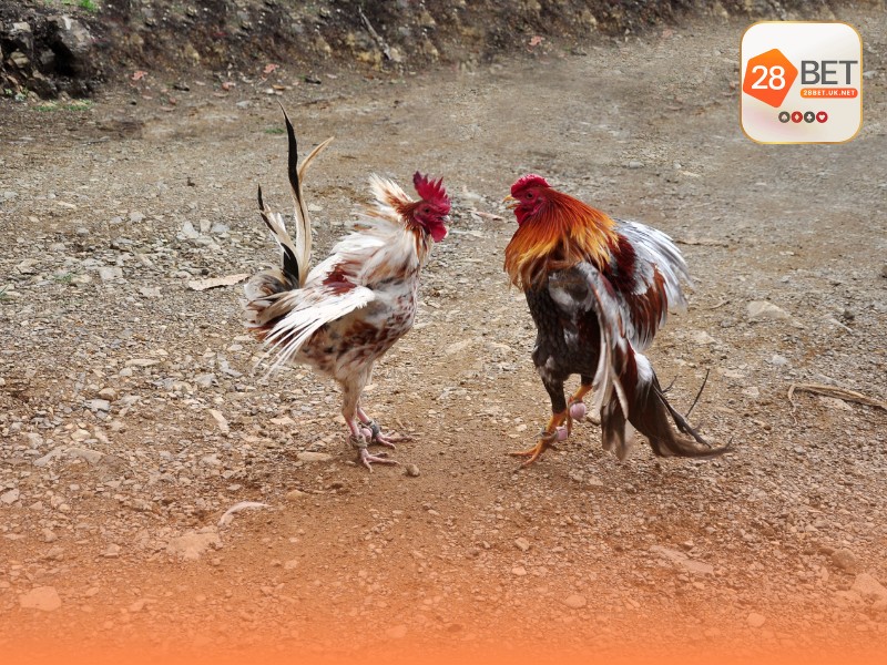 Luật chơi đá gà cựa sắt chi tiết tại trường gà Thomo