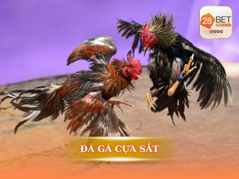 Những trận đá gà cựa sắt kịch tính từng giây